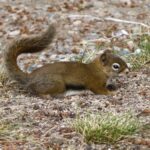 Free Images : nature, forest, animal, wildlife, mammal, eat, rodent ...